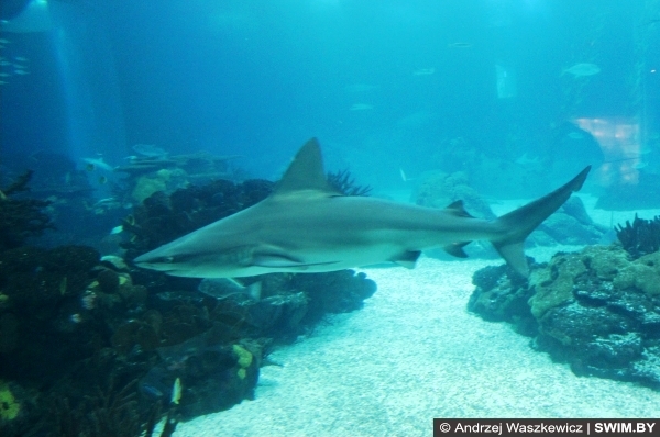 Аквариум Лиссабон Португалия, Океанариум в Лиссабоне