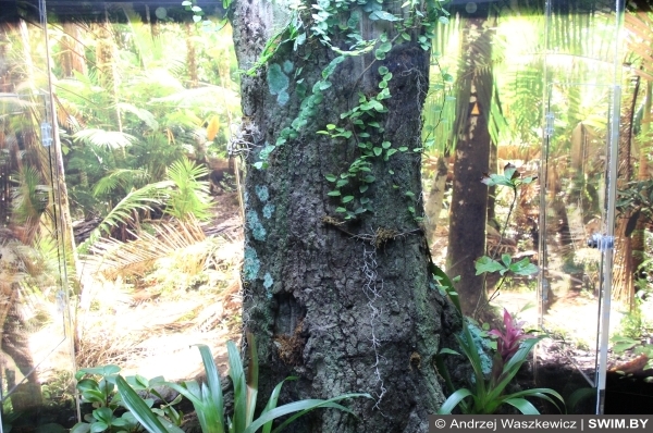 Аквариум Лиссабон Португалия, акула в аквариуме