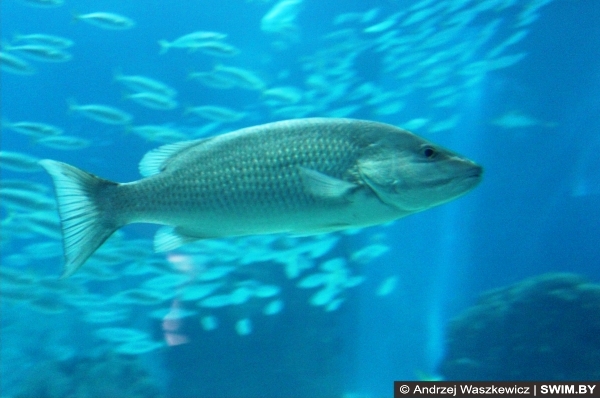 Аквариум Лиссабон Португалия, Океанариум в Лиссабоне