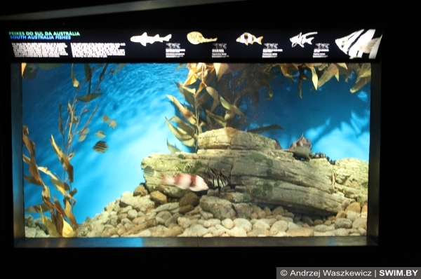 Океанариум в Лиссабоне, Аквариум Лиссабон Португалия