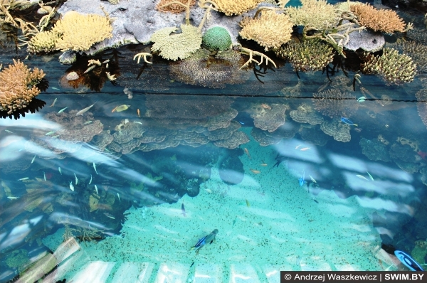 Аквариум Лиссабон Португалия