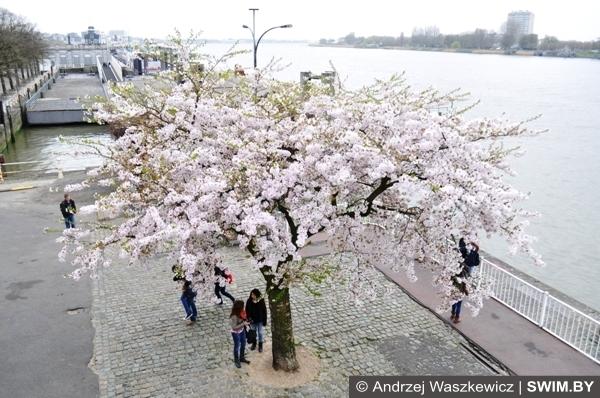 Река Шельда в Антверпене Бельгия