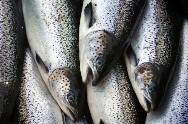 Atlantic Salmon Faroe Islands, The Faroe Islands, https://swimming.lt, Hotels in the Faroe Islands, Hilton Garden Inn Faroe Islands, Atlantic Salmon Health Benefits, Faroe Islands Fishing, The Faroe Islands Salmon, Atlantic Salmon Health Benefits, Swim.by