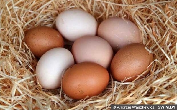 Куриные яйца, спортивная диета