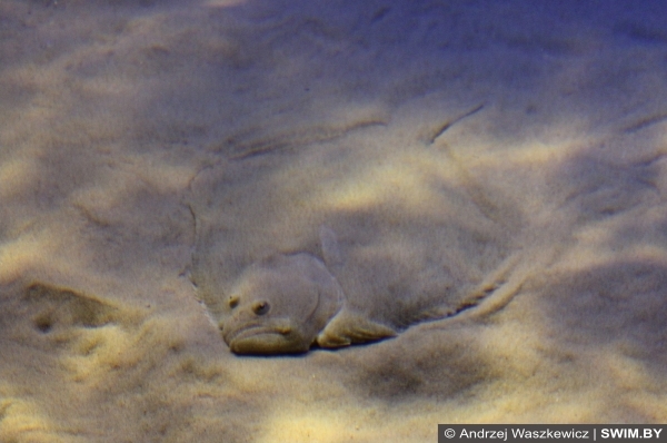 Fish, хищные рыбы аквариум Португалия