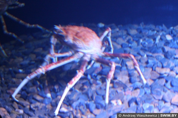 Fish, хищные рыбы, лобстеры в океанариуме Португалии