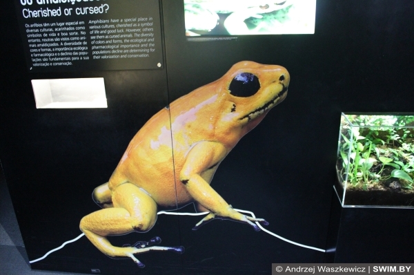 Frogs, лягушки океанариум Лиссабон