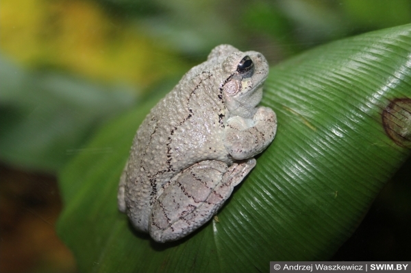 Frogs, лягушки океанариум Лиссабон