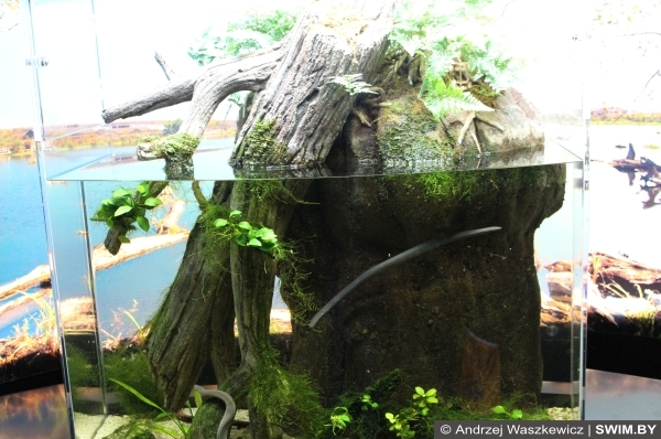 Frogs, лягушки террариум Лиссабон