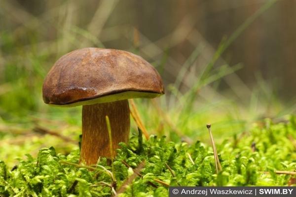 Грибы, самые полезные продукты для сердца