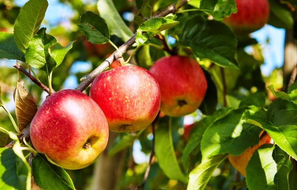 Health Benefits Apples, Apples Nitrition, Sports Nutrition, Health Food, Health Nuitrition, www.swim.by, PASTA PARTY, fiber, vitamins minerals, Apples Benefits, Apples Diet, Apples for Healthy Heart, Apples for Triathlon, Apples for Swimmers, Triathletes, Runners Food, Swim.by