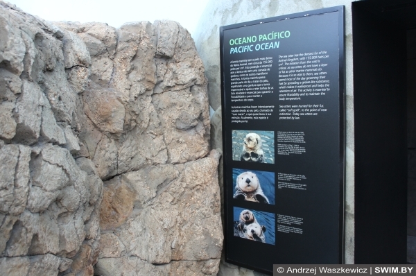 Калан, морская выдра Лиссабон океанариум