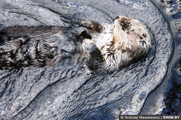 Калан плавает аквариум в Лиссабоне