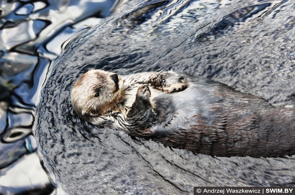 Плавание каланов в аквариуме в Лиссабоне