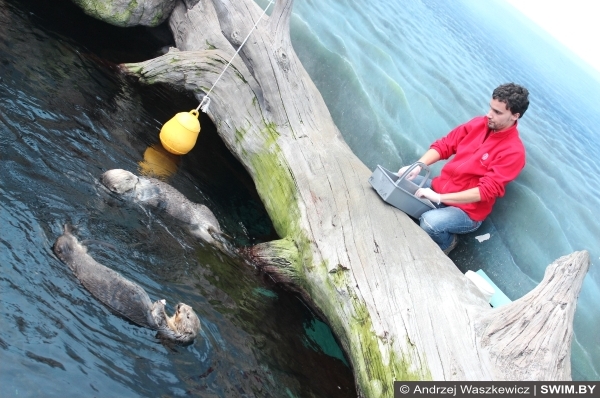 Кормление каланов Лиссабон океанариум