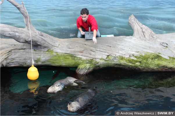 Кормление каланов Лиссабон океанариум, синхронное плавание