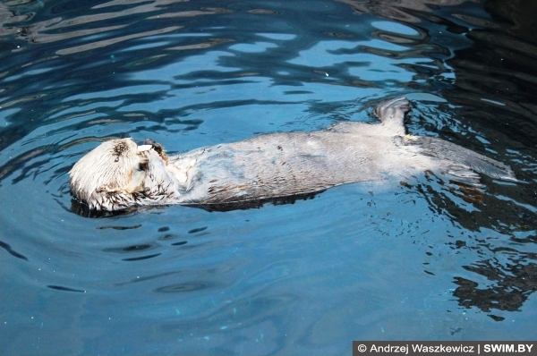 Кормление каланов Лиссабон океанариум