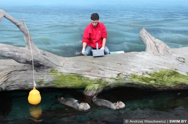 Кормление каланов Лиссабон океанариум