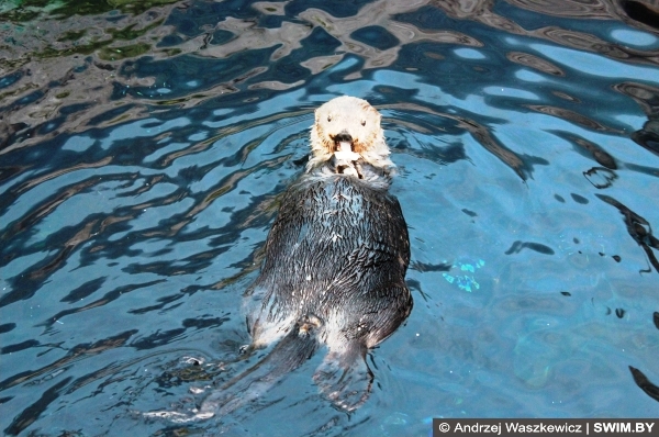 Синхронное плавание, Кормление каланов Лиссабон океанариум