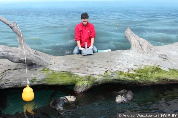 Плавание и кормление каланов Лиссабон океанариум