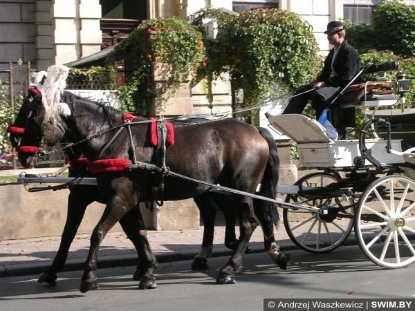 Краков, культура