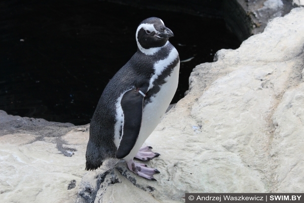 Лиссабон океанариум пингвины
