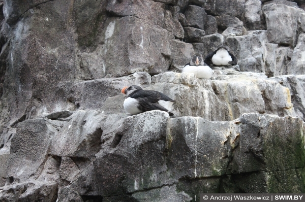 Лиссабон плавание океанариум пингвины