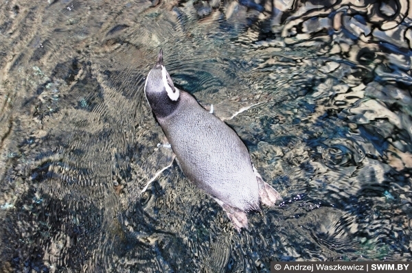 Лиссабон океанариум пингвины, плавание в Португалии
