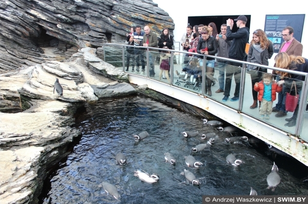 Лиссабон океанариум пингвины, плавание