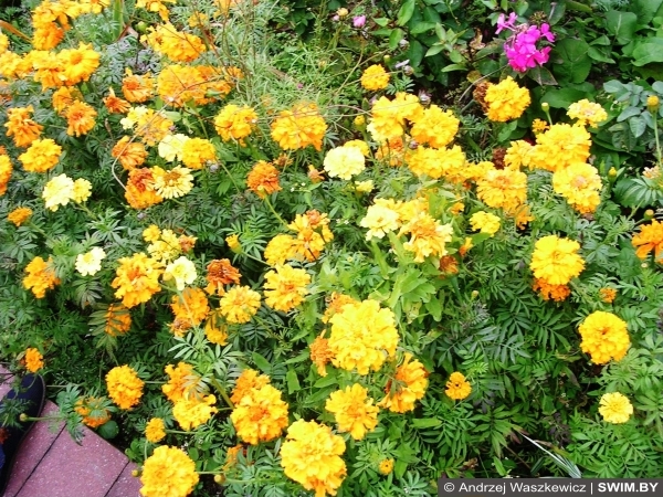 Andrzej Waszkewicz Festiwal Mowa Cup Mińsk Białoruś