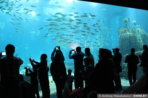 Океанариум Лиссабон фото