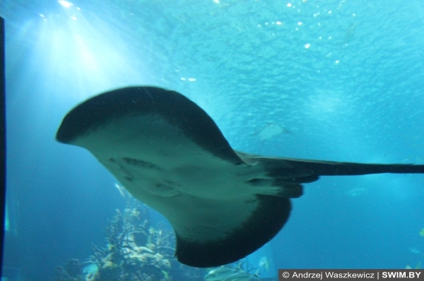 Oceanarium Lisbon photo