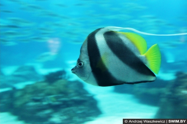 Океанариум Лиссабон Португалия, Andrzej Waszkewicz swimming traveller