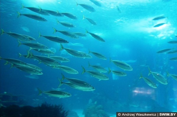 Океанариум Лиссабон Португалия, Andrzej Waszkewicz swimming traveller