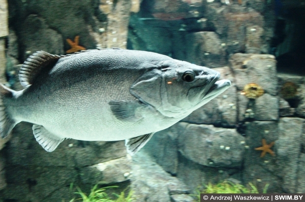 Океанариум Лиссабон Португалия, Andrzej Waszkewicz photographer