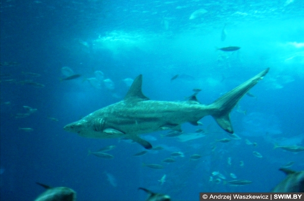 Океанариум Лиссабон Португалия, Андрей Вашкевич плавание путешествия