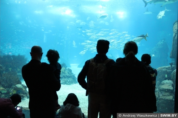 Океанариум в Лиссабоне, аквариум