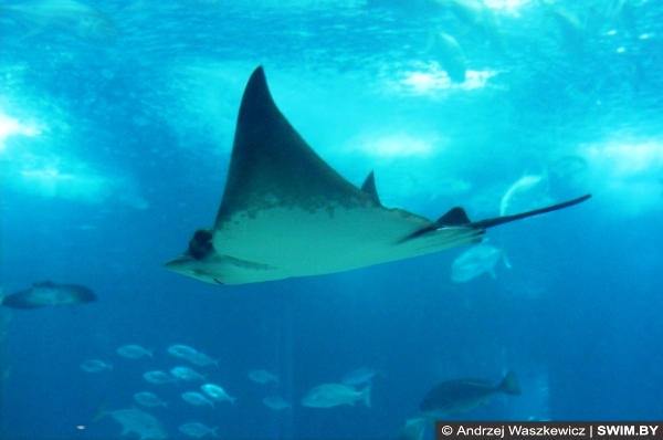 Океанариум в Лиссабоне, скат в аквариуме