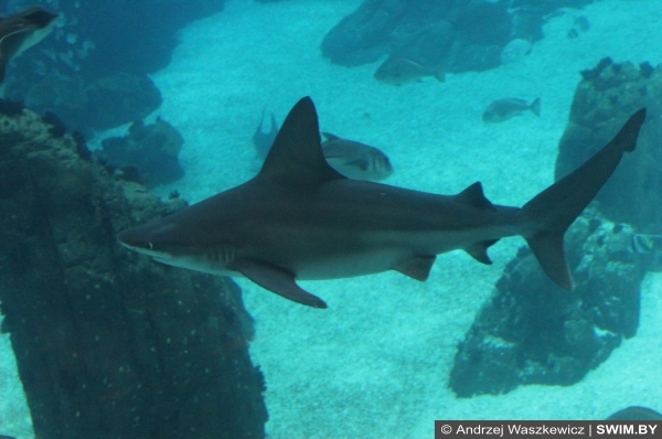 Океанариум в Лиссабоне, акула в аквариуме