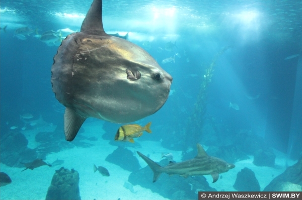 Океанариум в Лиссабоне, рыба-луна, луна-рыба в аквариуме
