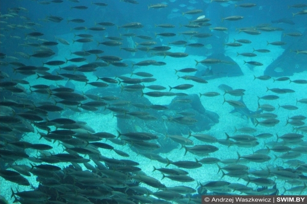 Океанариум в Лиссабоне