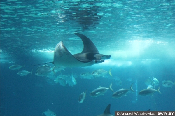 Подводный мир океана Португалия