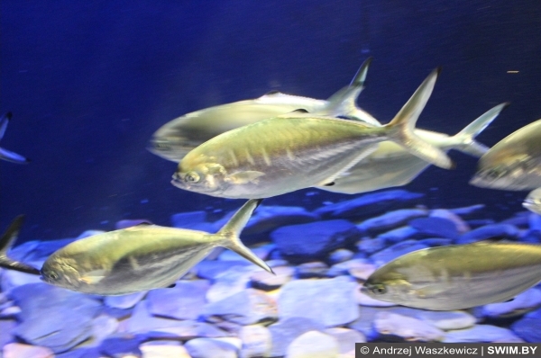 Подводный мир океана Португалия, Andrzej Waszkewicz