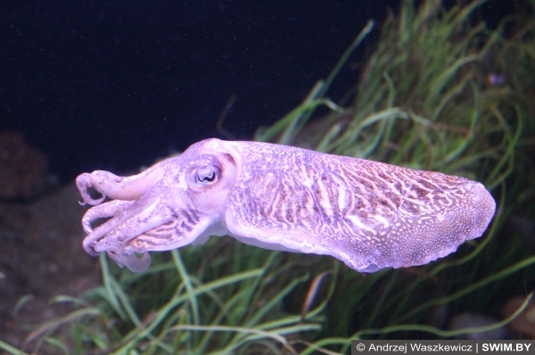 Подводный мир океана Португалия, океанариум в Лиссабоне