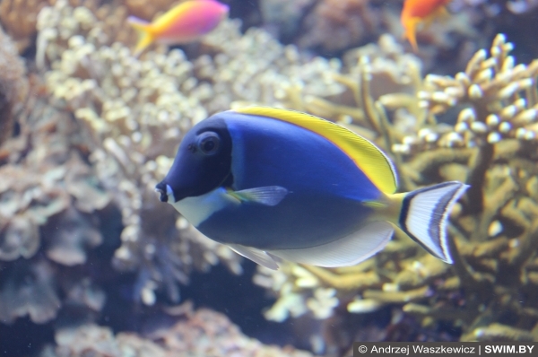 Подводный мир океана Португалия