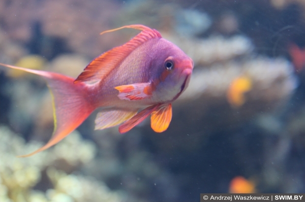 Подводный мир океана Португалия, океанариум Лиссабон