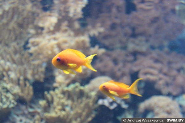 Подводный мир океана Португалия