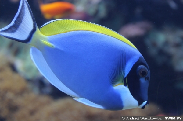 Подводный мир океана Португалия