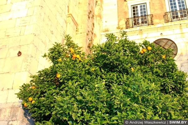 Рождество и Новый год в Португалии, новогодние мандарины