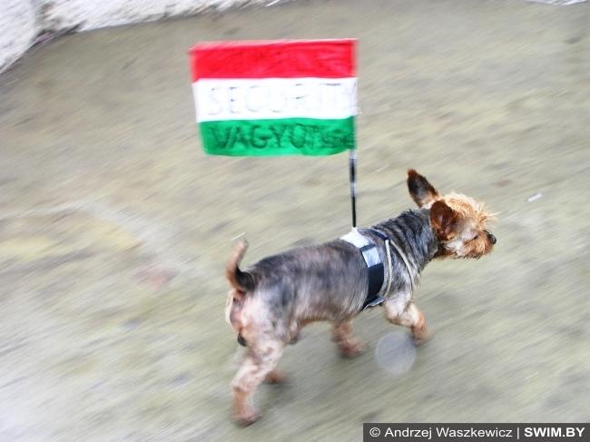 Собачка в парке